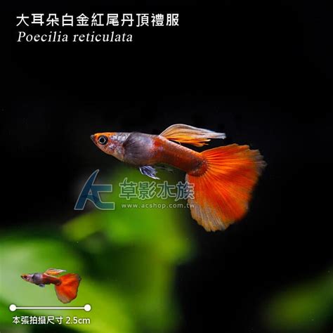 紅色觀賞魚|丹頂紅孔雀魚: 養殖、護理與美麗的室內觀賞水族魚